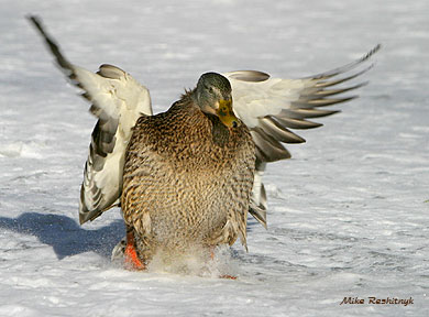 Touchdown