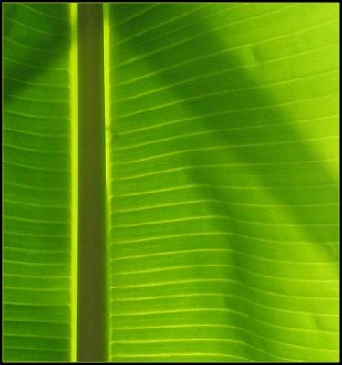 leaf abstract