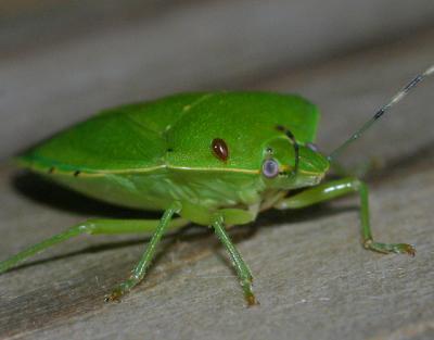 bugwithlittlebugonshoulder.jpg