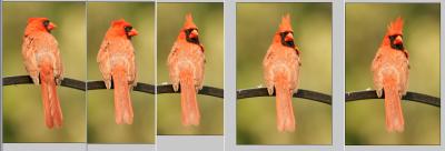 cardinal_pentych_web.jpg