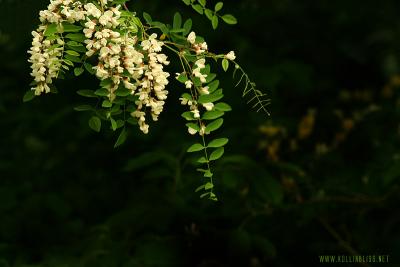 dangling_flowers_web.jpg