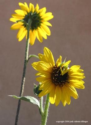 7.07.04 yellow flowers