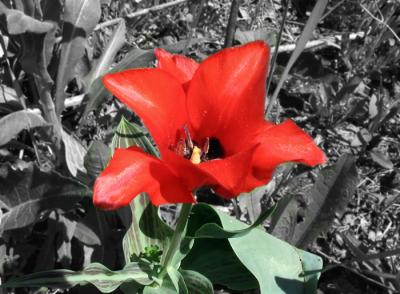 Tulip