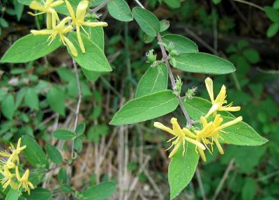 Bush Honeysuckle