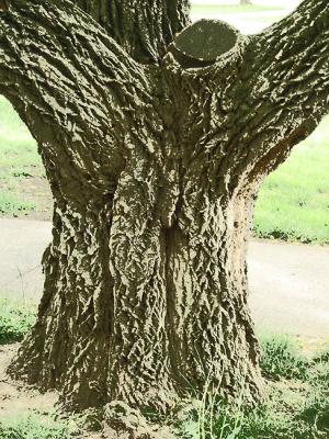 Rough Bark