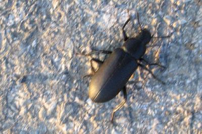 Beetle in the Setting Sun