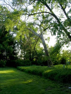 Sycamore at Evening
