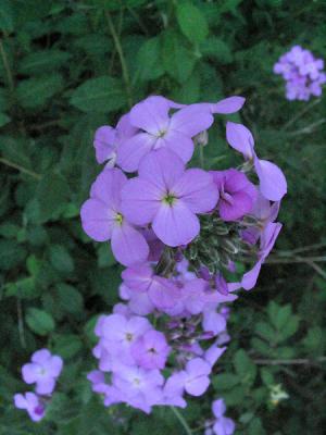 Wild Phlox