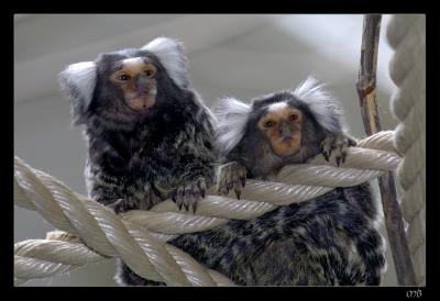 Mini monkeys:)