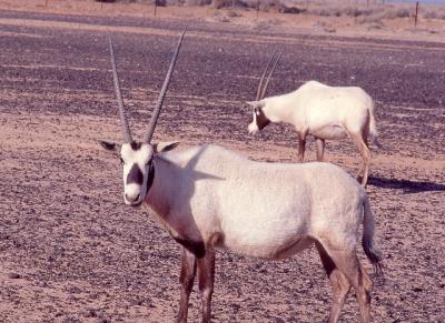 085 Arabian Oryx.jpg