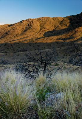 Grass Trees and Mountains