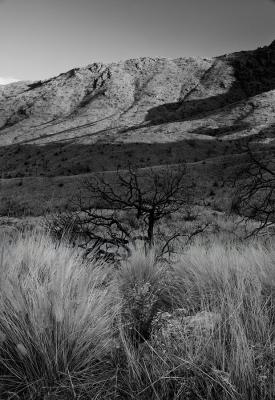 Grass Trees and Mountains (b&w)