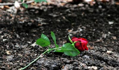 u26/marekwk/medium/44059538.528029roseforHazel.jpg
