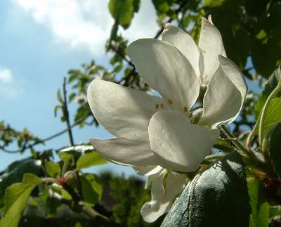 AppleBlossom White