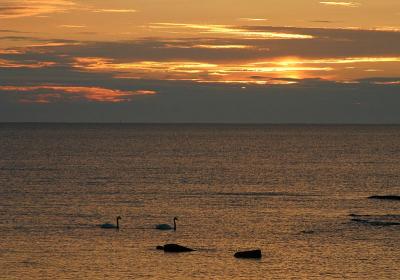 July 22: Sunset with Swans