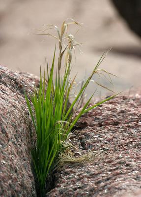 Growing in stone