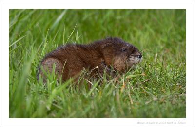 Muskrat