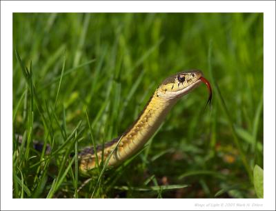 Eastern Garter Snake - 1