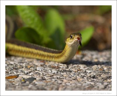 Eastern Garter Snake - 2