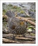 Red-winged Blackbird