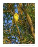 American Goldfinch