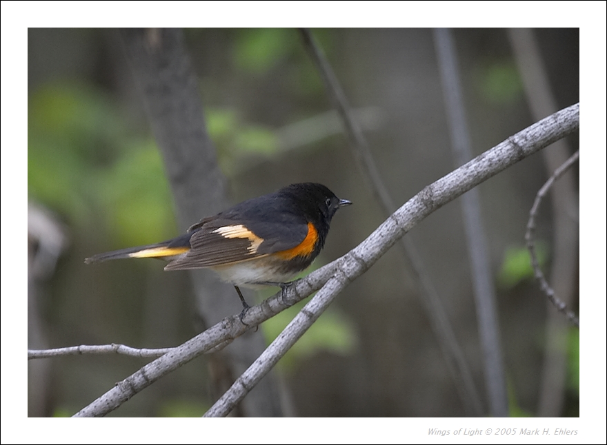 American Redstart