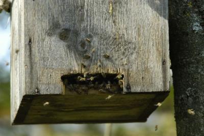 Bienenstock in der Nhe vom Roten Steg