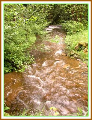 A forest stream.