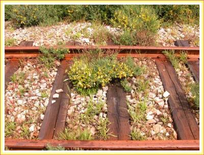 A railway garden.