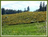 Saltspring Island, a field of color.