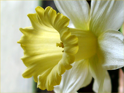 Daffodil1