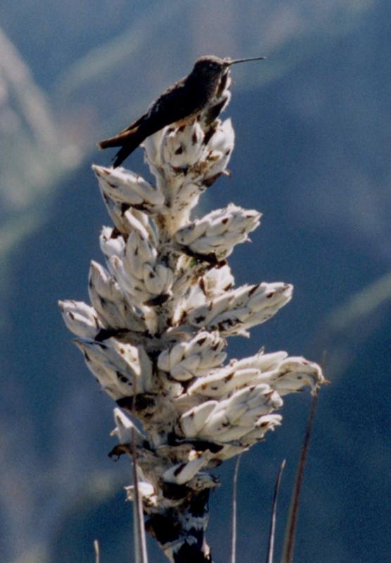 Colibri