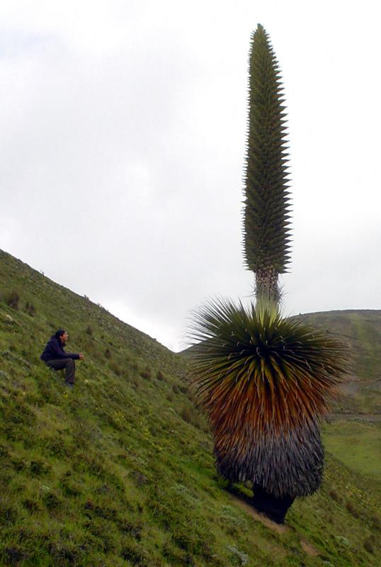 Limor and Puya