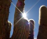 Sun Needles