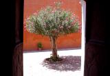 Forbidden Courtyard