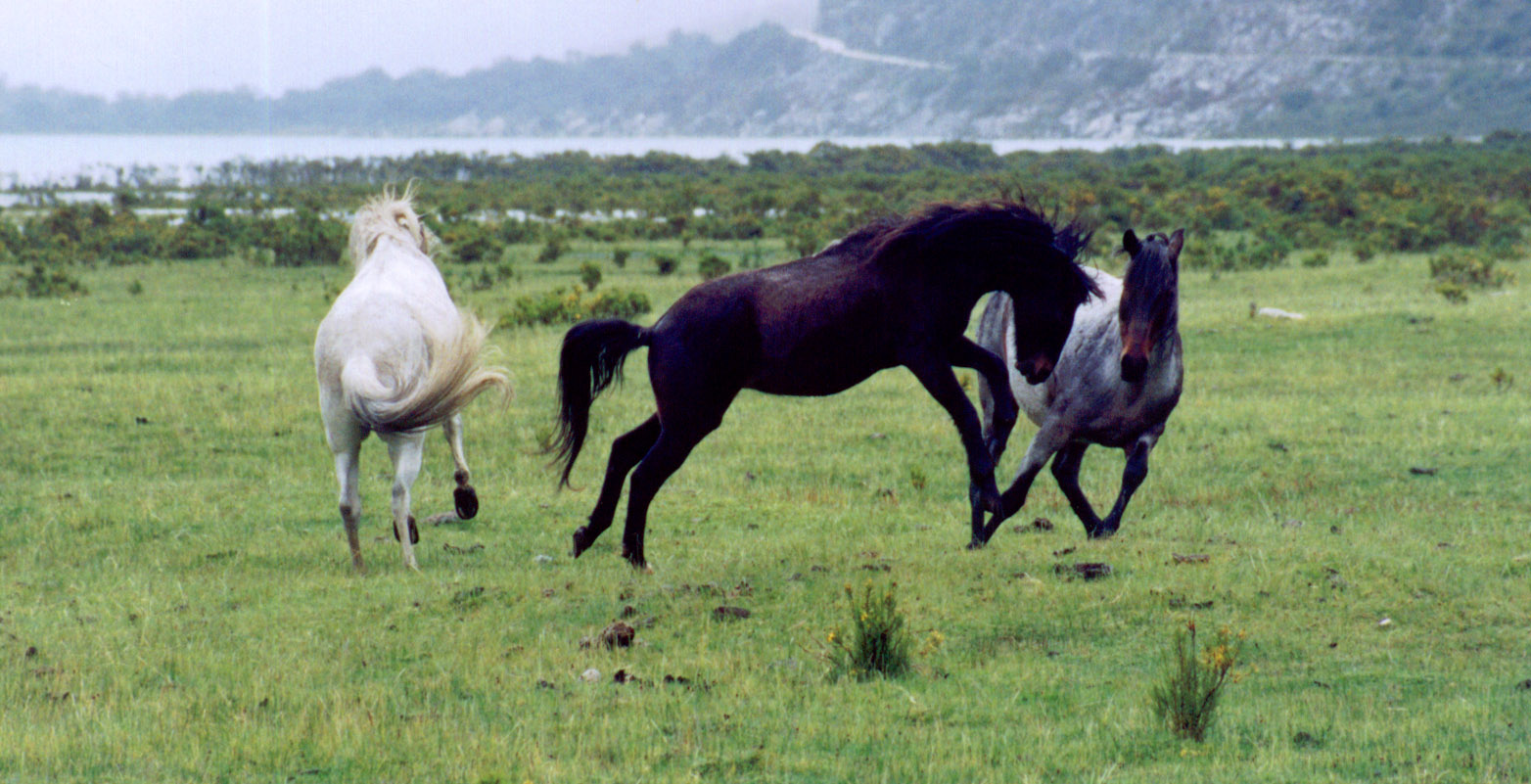 Horseplay