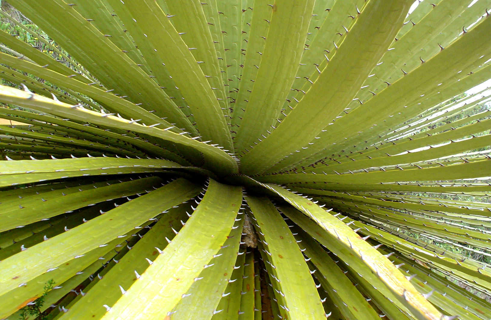 Vortex