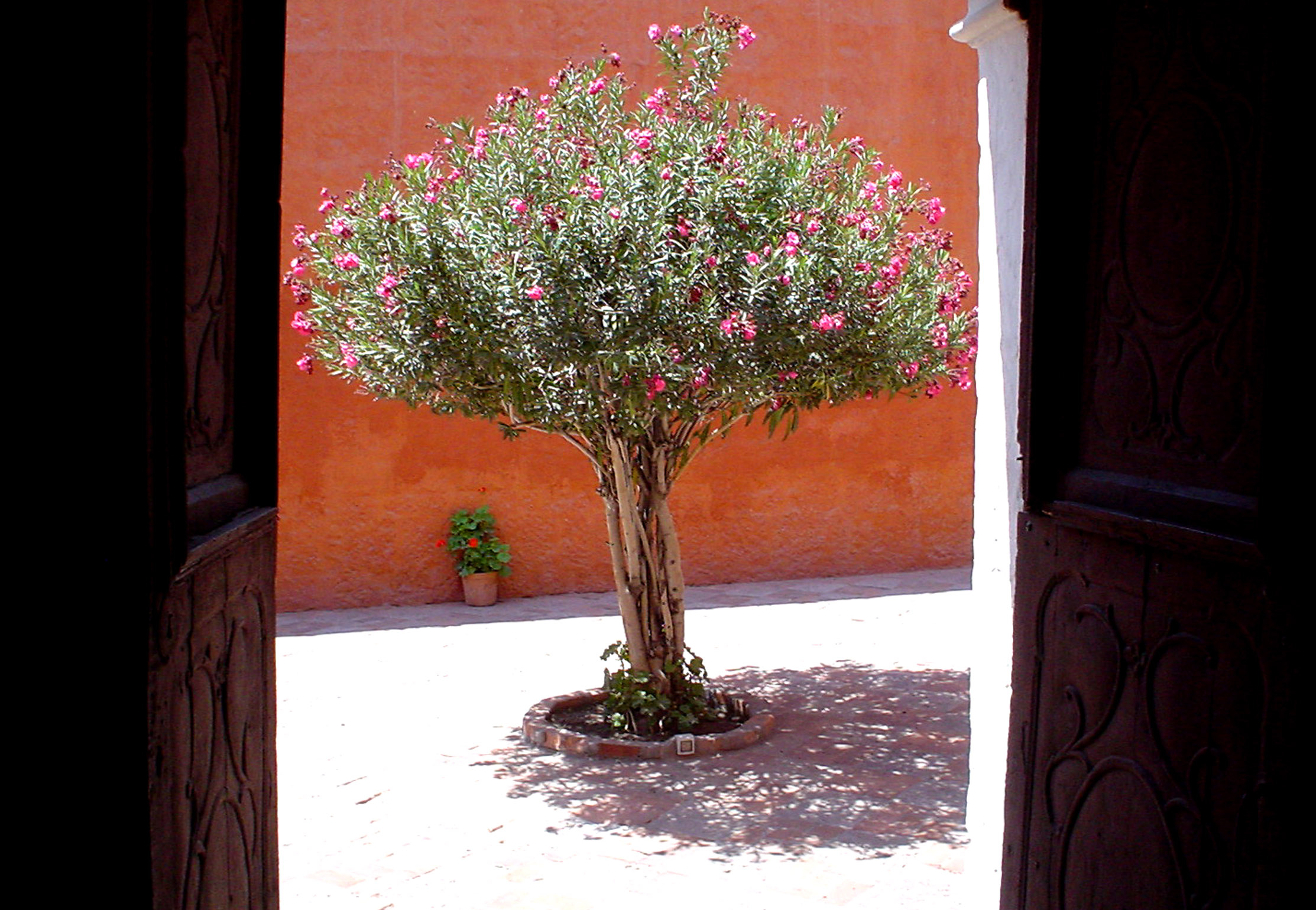 Forbidden Courtyard