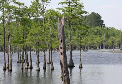 Woodpecker Stump