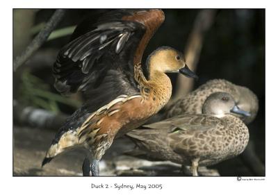 duck2.jpg
