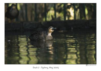 duck7.jpg