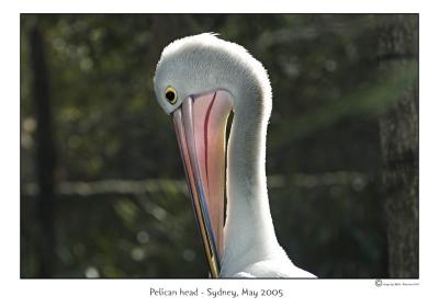 pelican.jpg
