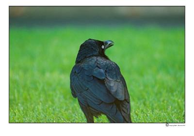 crow.jpg