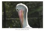pelican.jpg