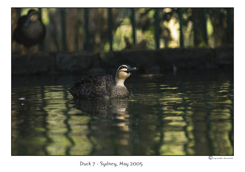 duck7.jpg