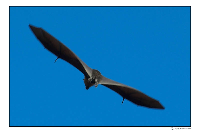 bat.jpg