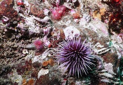 Urchin 1.jpg