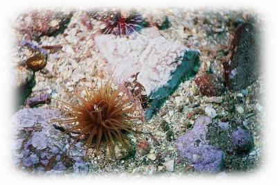 Tube Anemone 1.jpg