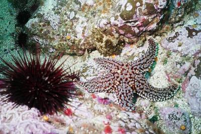 Starfish green 2.jpg