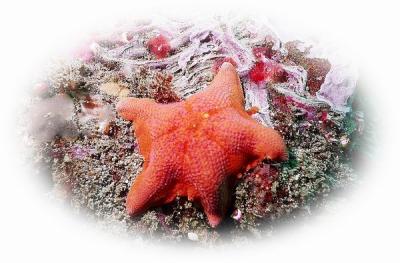 Starfish 2.jpg